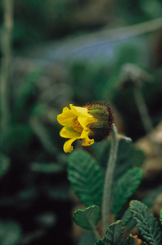 Yellow Dryas - <i>Dryas drummondi</i>