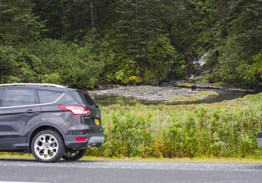 A bear relatively near to a car