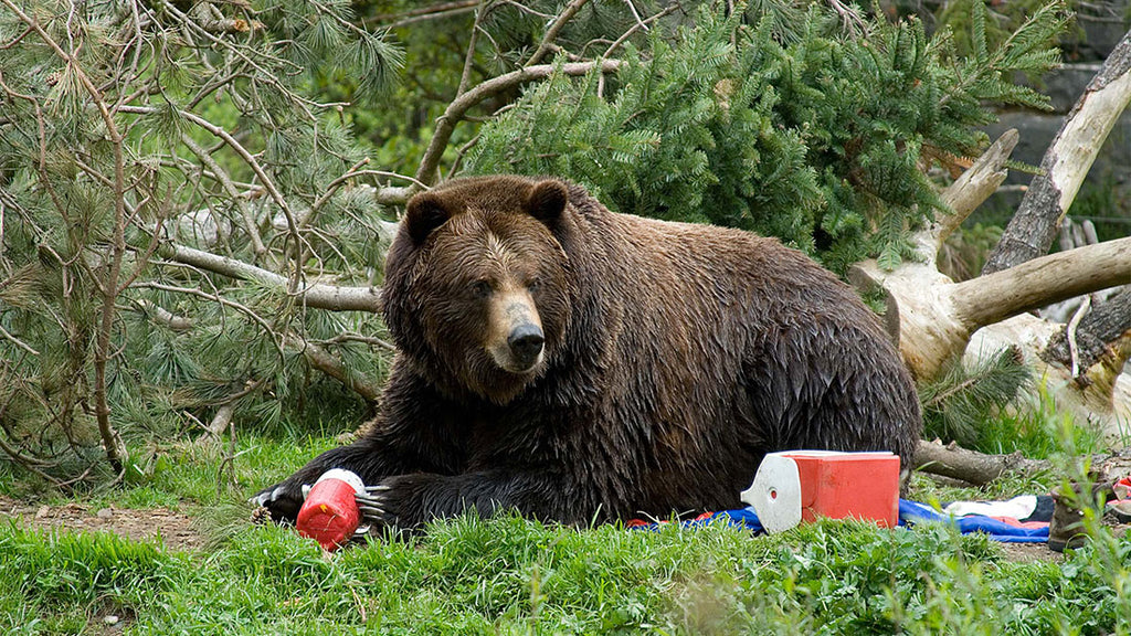 A bear surrounded with camping gear at a campsite