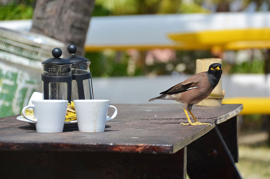 A bird on an outdoor table looking for leftovers