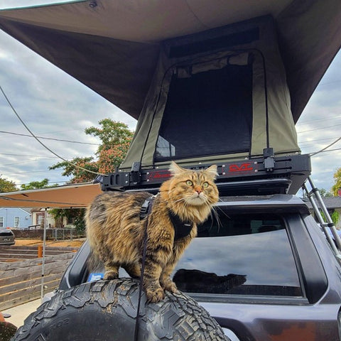 Cat on a car camping trip
