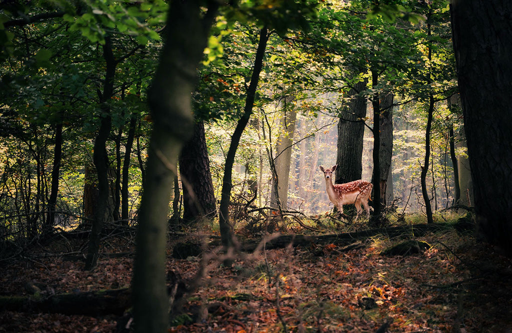 Deer in a sunlit forest