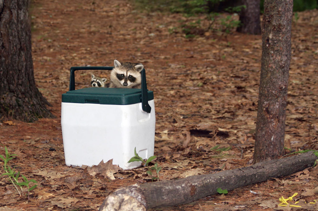 Two raccoons behind a cooler in a forest
