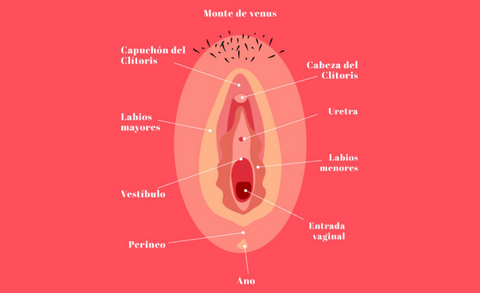 las partes de la vulva