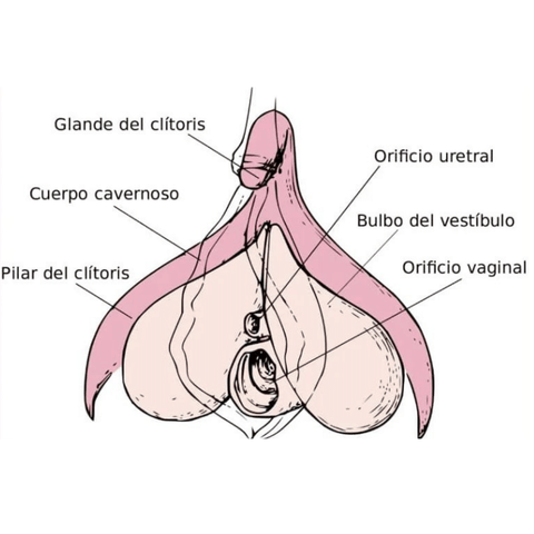 partes del clítoris