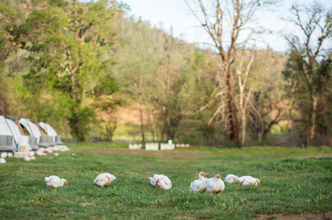 Organic Pasture Raised Whole Chicken - Stemple Creek Ranch