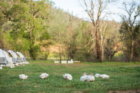 Organic, Pasture Raised Chicken (Whole) – Gilliam Farm