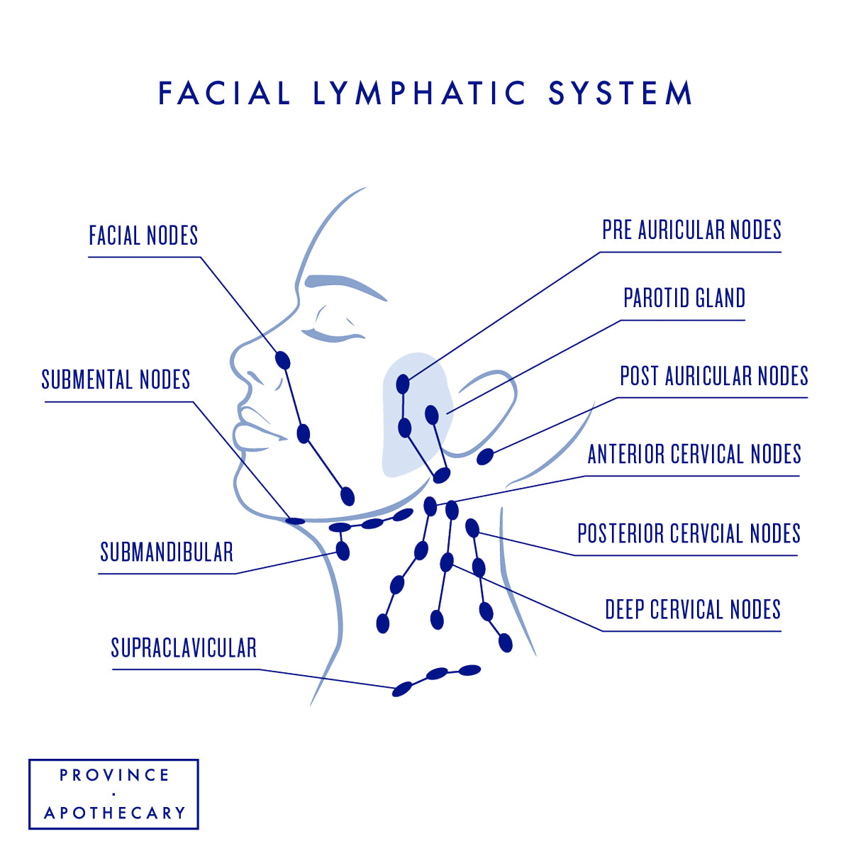 Dry Brushing Your Face: Complete Guide (Updated 2023)