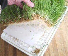 wheatgrass grower