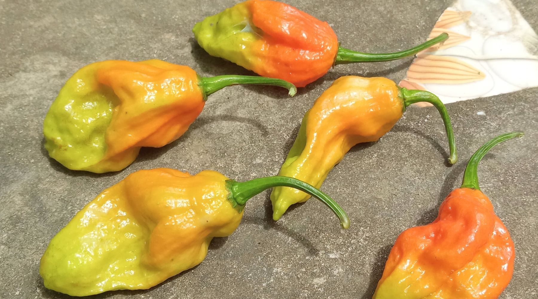 Bhut Jolokia Record-Breaking Status