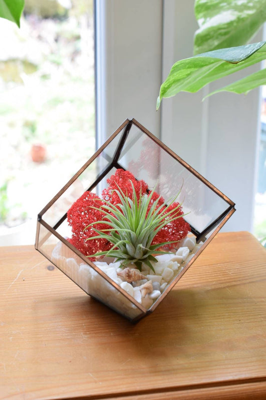 Air Plant Terrarium- Glass Terrarium Kit - Office Plant - Moss Decor - Air  Plant Holder - Plant Gift - Air Plant Gift - Geometric Terrarium