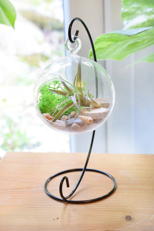 Air Plant Terrarium- Glass Terrarium Kit - Office Plant - Moss Decor - Air  Plant Holder - Plant Gift - Air Plant Gift - Geometric Terrarium