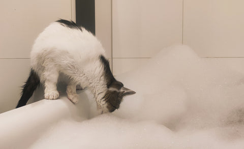 Katze baden? MICRO RENTI