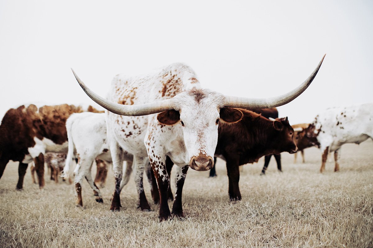 Austin TX Texas Longhorn Bull Canvas or Photo Print Western  Etsy  Cow  wall art Western prints Western aesthetic