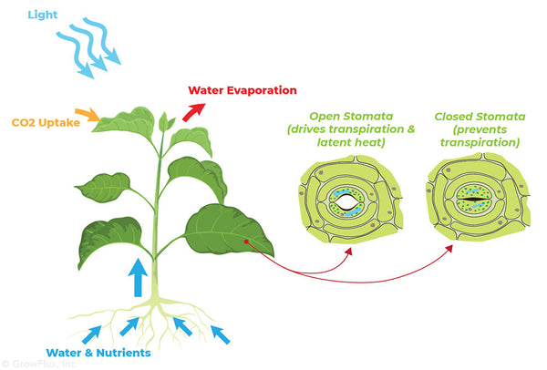 Latent heat due to transpiration - grow light controls help manage latent heat