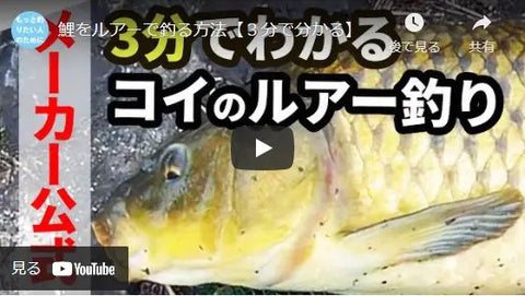 ３分で分かる鯉をルアーで釣る方法