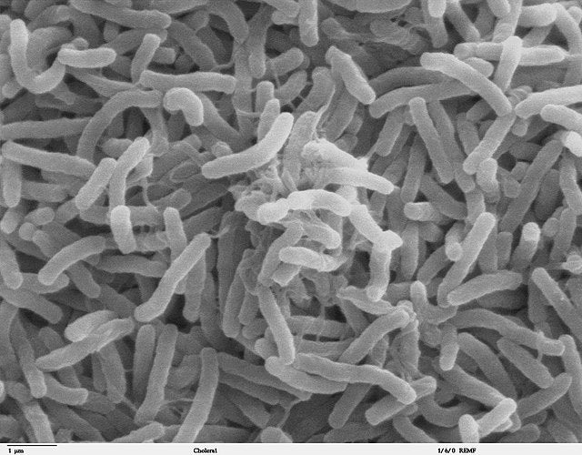 Bakteri Kolera