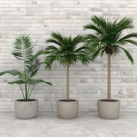 Indoor Trees in a Plantar