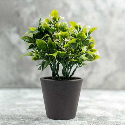 Lush Green Plants Gifts
