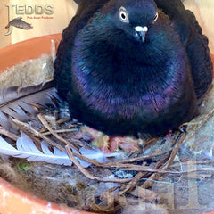 Pigeon breeding loft