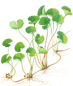 Gotu Kola