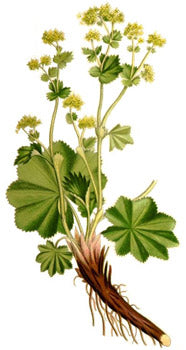 Lady's Mantle