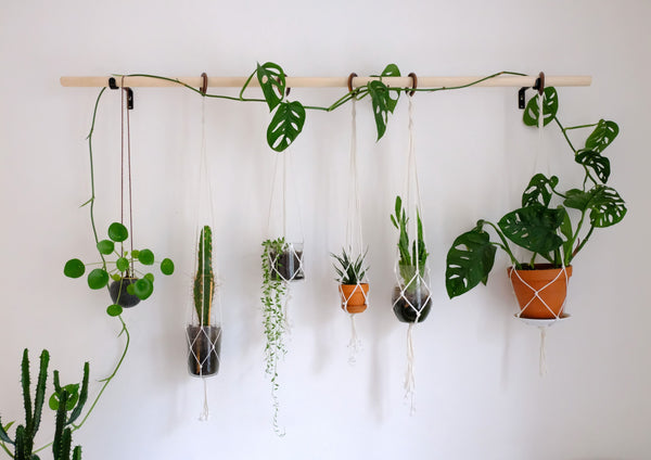 dangling plants