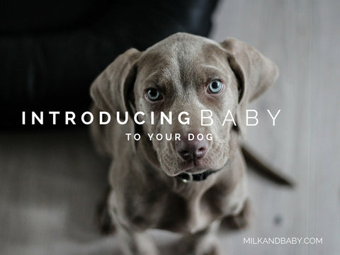 how to introduce your new baby to dog