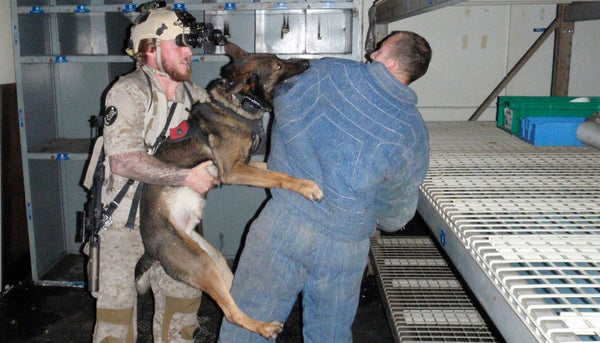 Navy Seal Dog Cairo