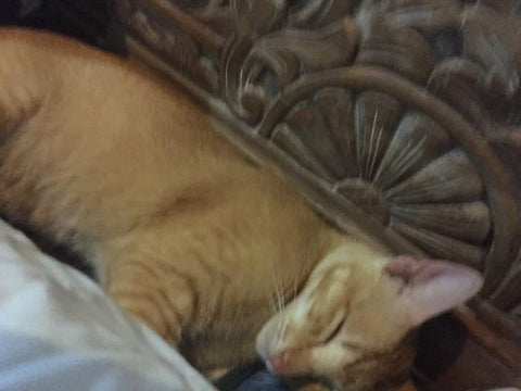 Ginger cat night visitor in Bali, asleep by my side in the outside lounge