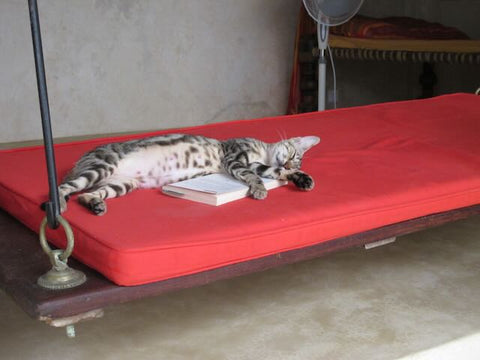 Tabby cat asleep on a day bed in Lamu