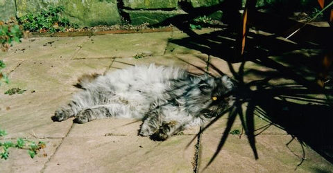 Oscar the Persian lounging in the back garden