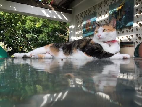 Calico cat lounging on a glass table outside in the shade in Tobago
