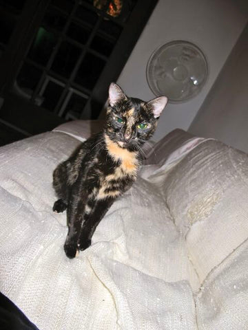 Tortie cat on sofa at night in Tobago looking directly at the camera