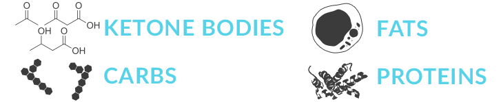 Ketones, carbs, fats, proteins.  The macronutrients.
