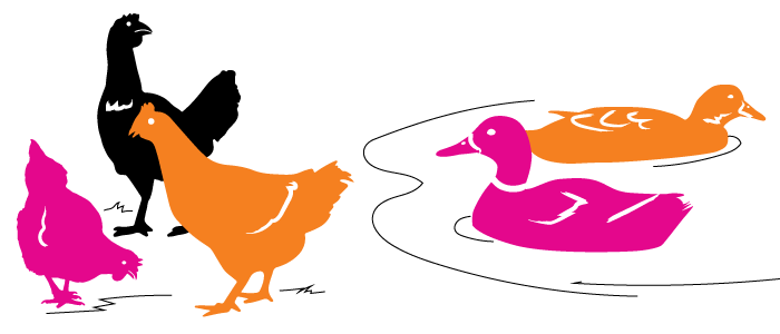 Chickens and ducks, the main animal products Paleo Treats uses