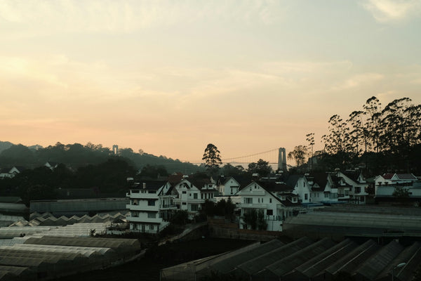 houses surrounded by greenhouses at dawn