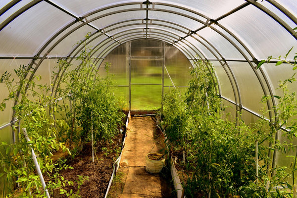 Plants inside a polycarbonate greenhouse