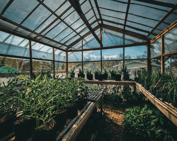 Greenhouse interior with various plants in sight