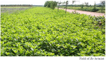 Field of Bo He