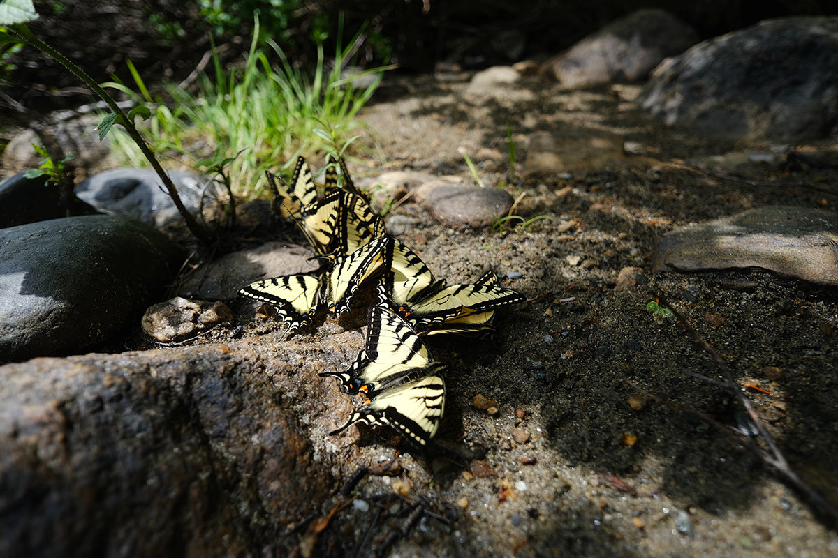 A cluster of butterflies on the shore of a river