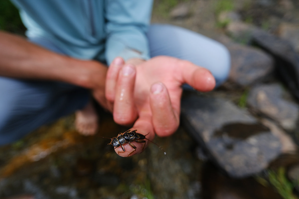 A stonefly nymph crawls on the guides finger