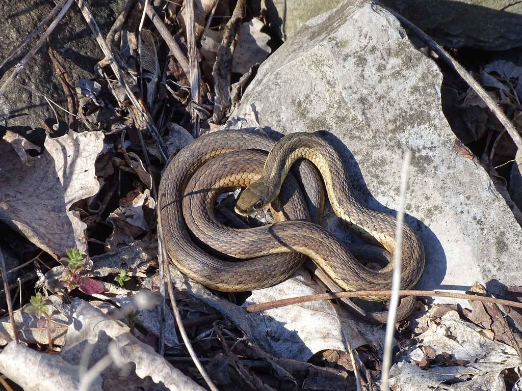 Serpent noir et jaune sur rocher