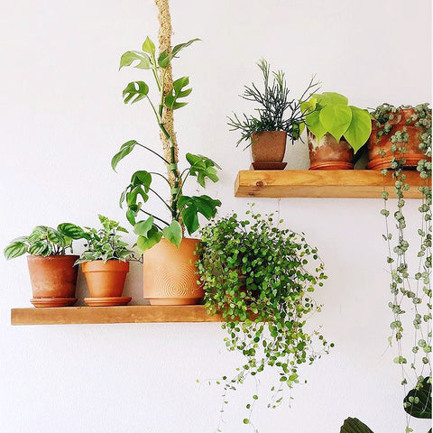 plant shelf