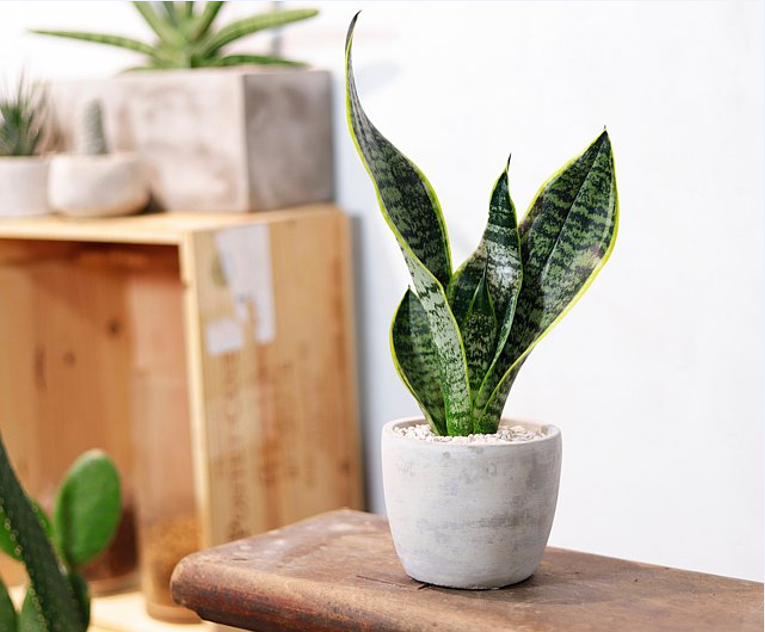 the snake plant