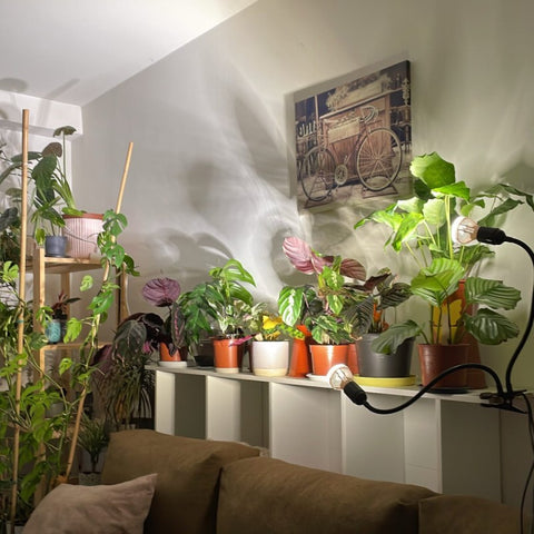 plant shelf