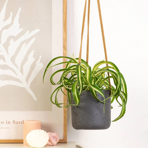 Spider Plant