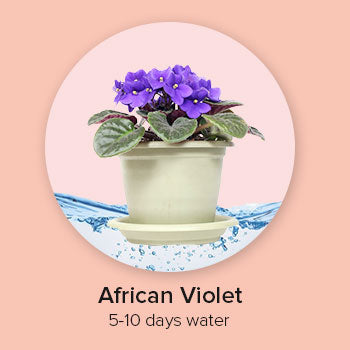 watering plants