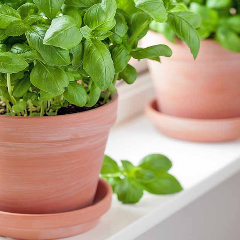 basil container