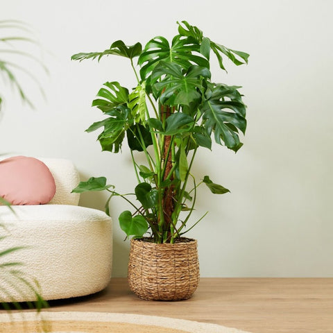 Monstera